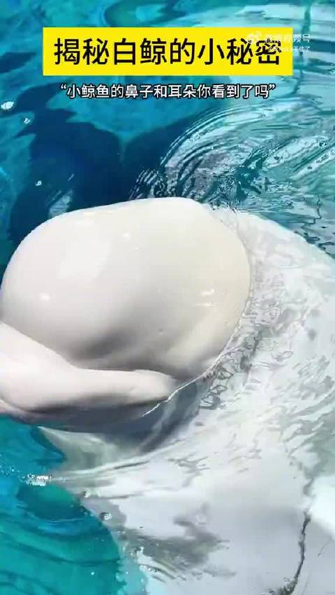 白鲸告诉你它的鼻子和耳朵在哪里……