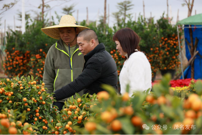 市民选购应节的年桔、花卉。