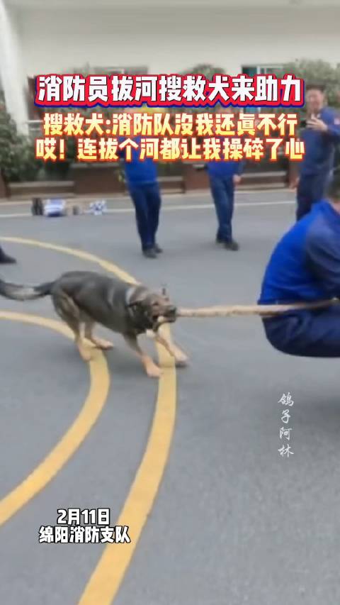 消防队举行拔河比赛，搜救犬叼起绳子助力获胜！