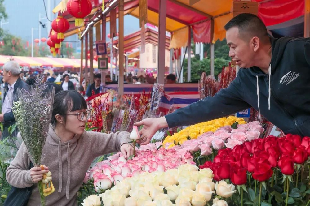 天河迎春花市,女孩正在挑选自己心仪的玫瑰花