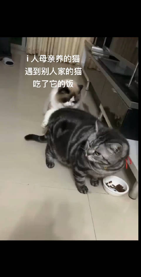 当i猫遇到别的猫吃了它的饭时： 私密马赛……