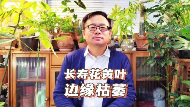 长寿花黄叶子边缘枯萎怎么办？主要有4个原因，建议对照解决