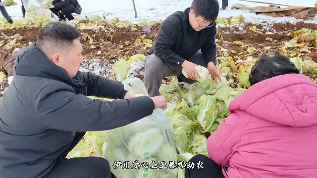 河南伊川大雪下的暖流 雪下助农显爱心！让“滞销菜”变“暖心菜”