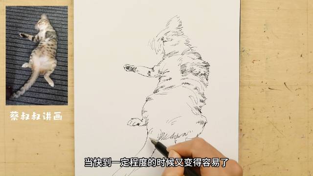 钢笔速写：快速翻身的狸花猫