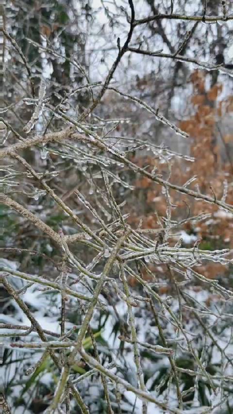 合肥大蜀山雪景，树杈都结冰了