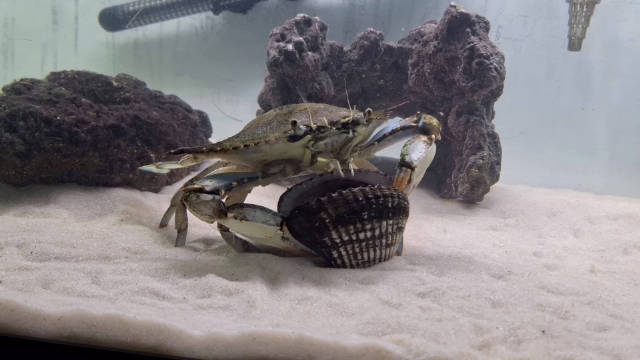 蛤蜊这种双壳贝类依靠的是强壮的闭壳肌来控制贝壳的开关……