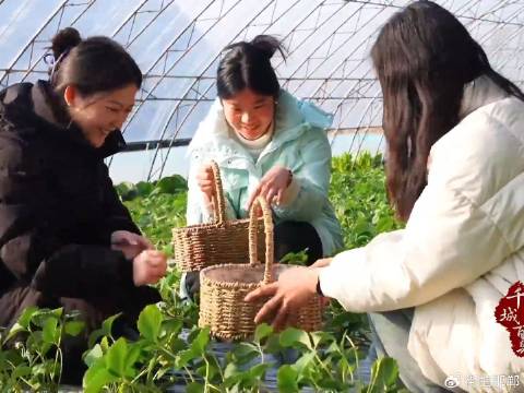 河北省鸡泽县温室大棚草莓陆续上市。吸引众多游客体验采摘乐趣