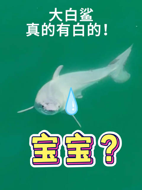 人类第一次发现大白鲨宝宝，无人机立功了！