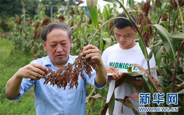 涂佑能和助手在公司试验田里查看红缨子高粱的成熟情况。新华网 卢志佳 摄