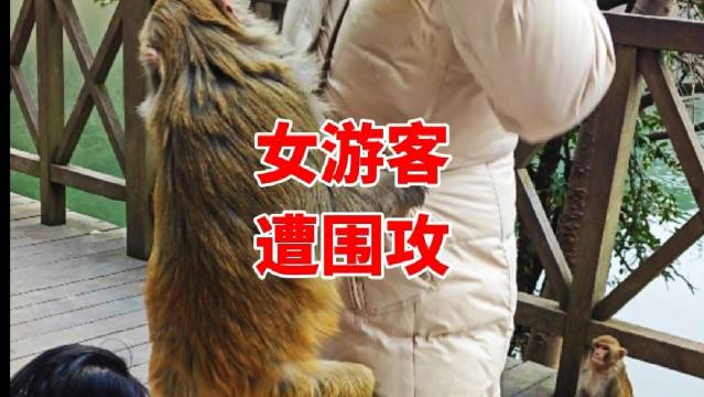 花果山群猴生存法则 猴王如何带领众猴冒险