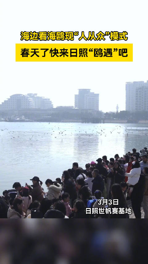 海边看海鸥现“人从众”模式，春天了快来日照“鸥遇”吧