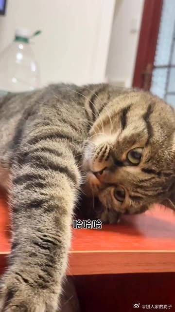 这我的小猫咪快来看啊，今日份的可爱小猫咪自拍