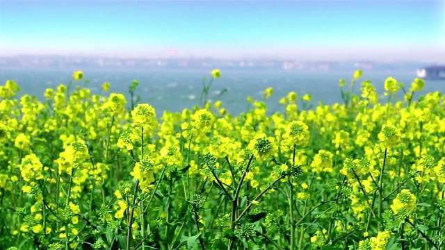 3月2日，五洲乐海少儿艺术团的小学员们共同参加了属于他们的开学……