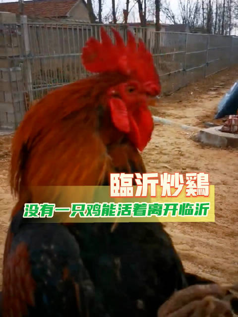 据当地烹饪协会不完全统计，临沂共有各类炒鸡店15000余家……