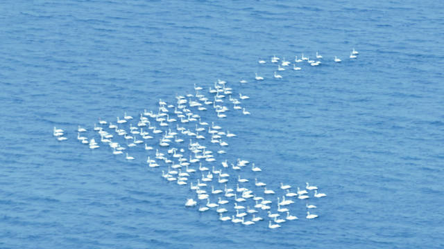龙湖西湖来了一群白天鹅