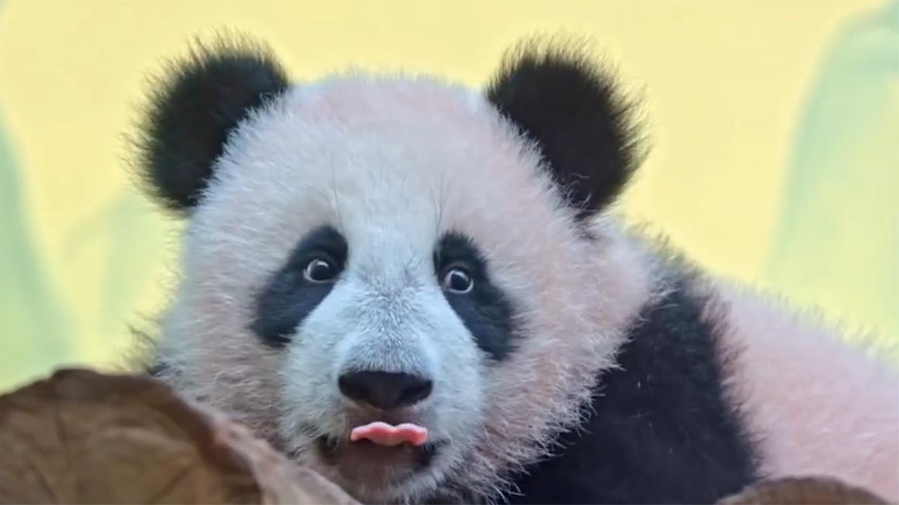 在俄出生大熊猫与公众见面