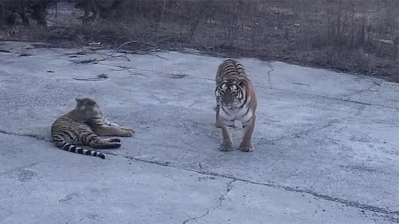 吉林4只东北虎下山游荡