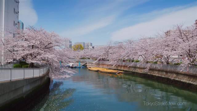 春天的风物诗 深川樱花节……