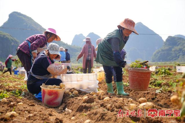 工人们在地里抢收土豆