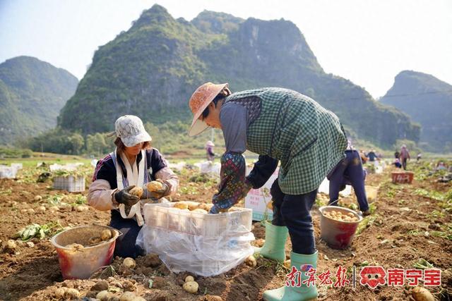 天气晴好,工人们抢收土豆