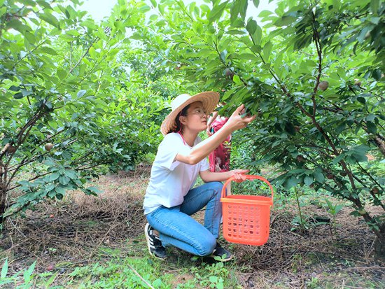     謝冰梅在大賢村三華李基地採摘果實。受訪者供圖