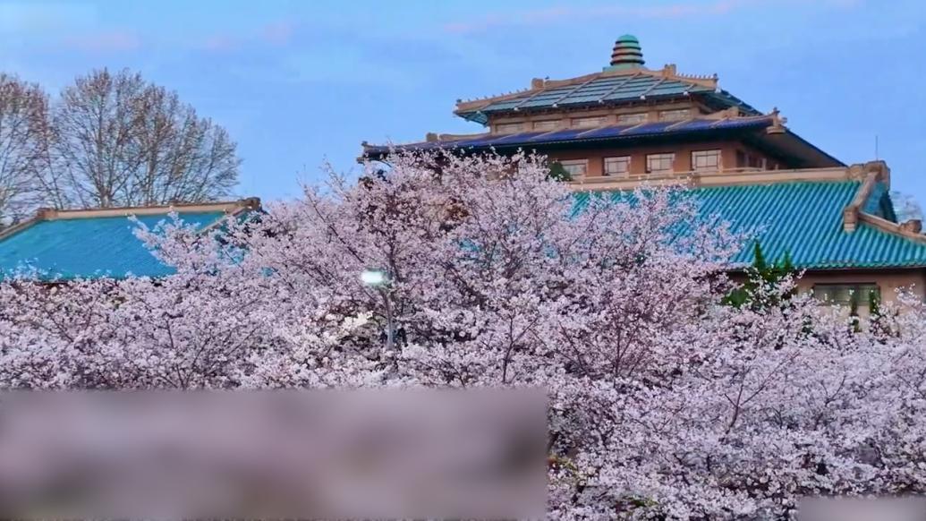 武漢大學首次開設高中生賞櫻專場