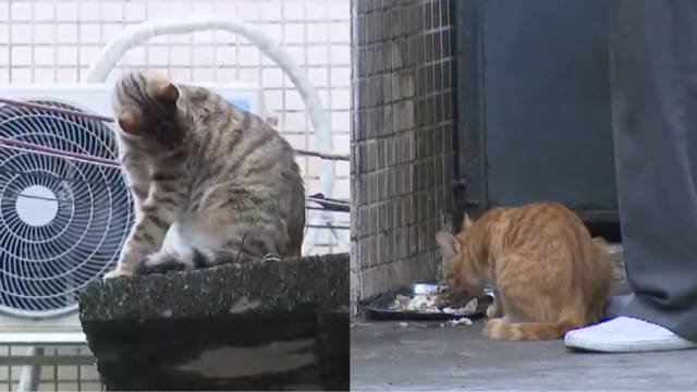 男子被猫抓伤确诊猫抓病