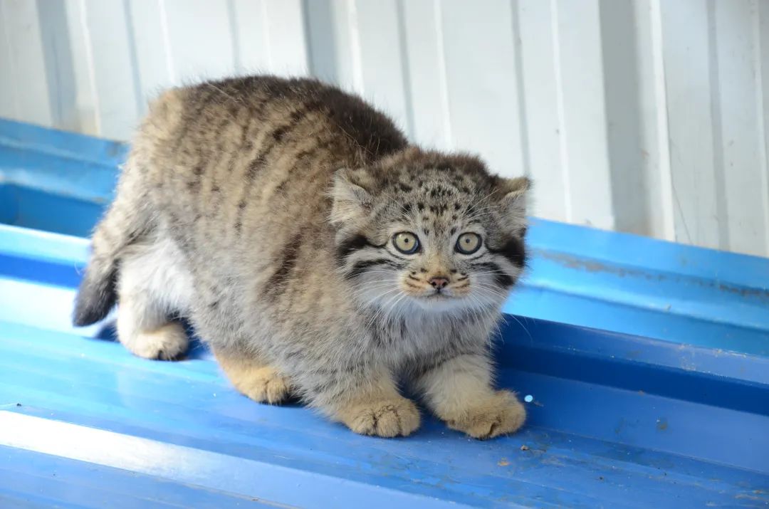 小時候的猻大娘