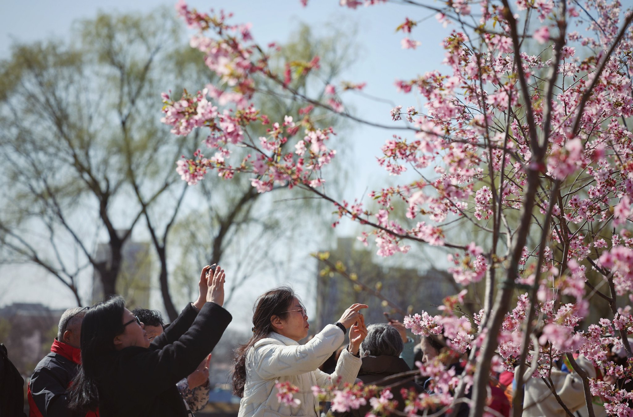 3月19日，玉淵潭公園，遊客在拍攝盛開的早櫻。新京報記者 薛珺 攝