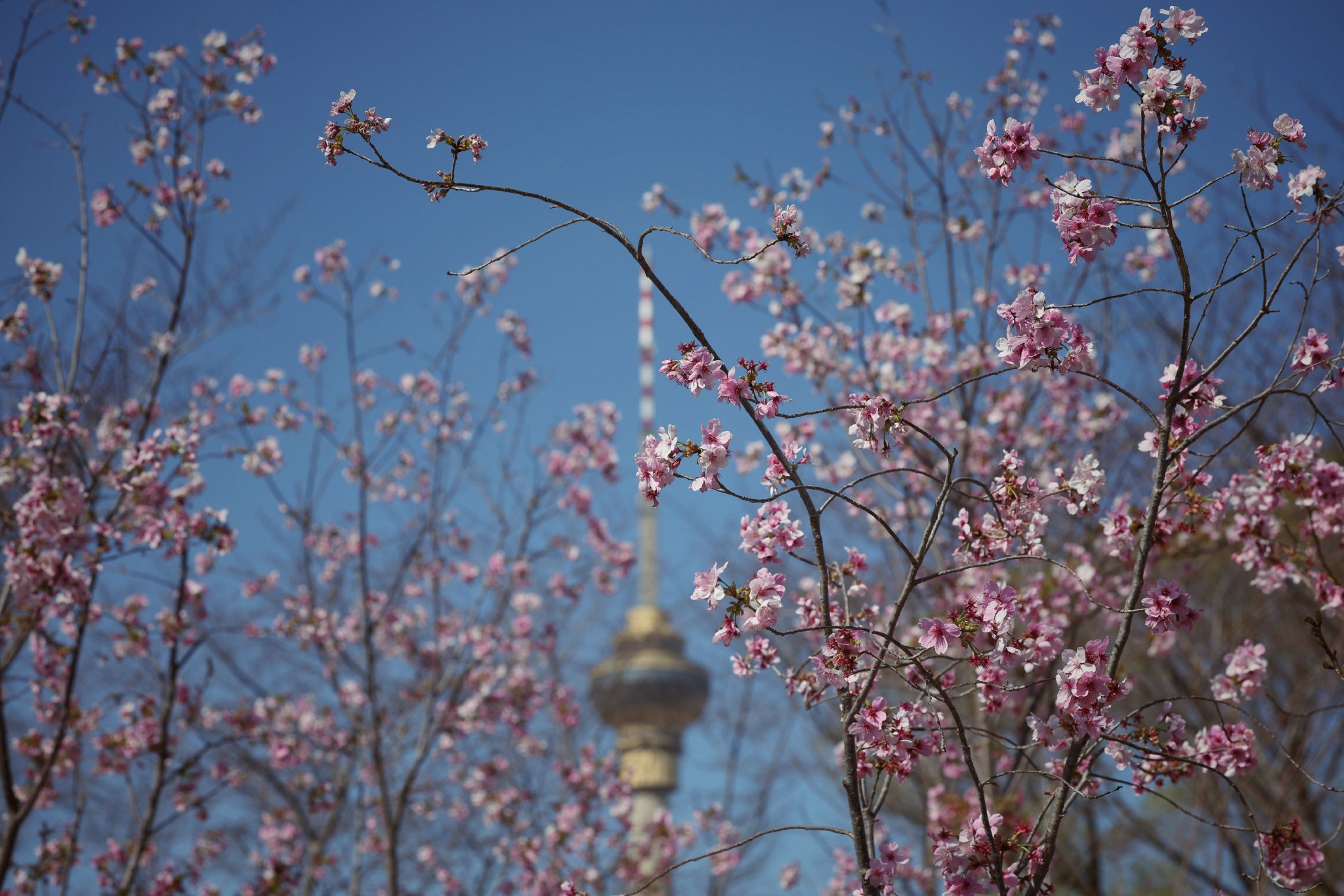 3月19日，玉淵潭公園，藍天下櫻花格外絢麗。新京報記者 薛珺 攝