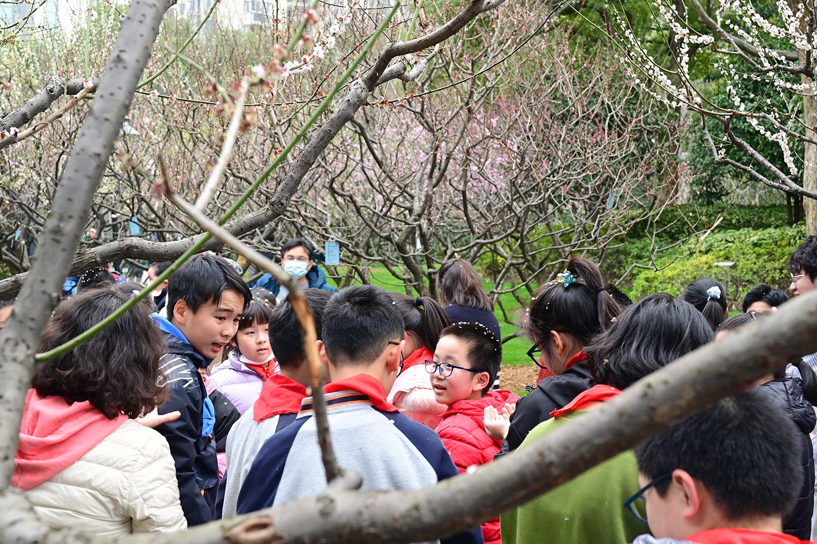 2024年3月15日，上海静安雕塑公园。几个顽皮的孩子摇了花枝，花瓣洒在了许多孩子的头上。澎湃新闻记者 吴栋 图