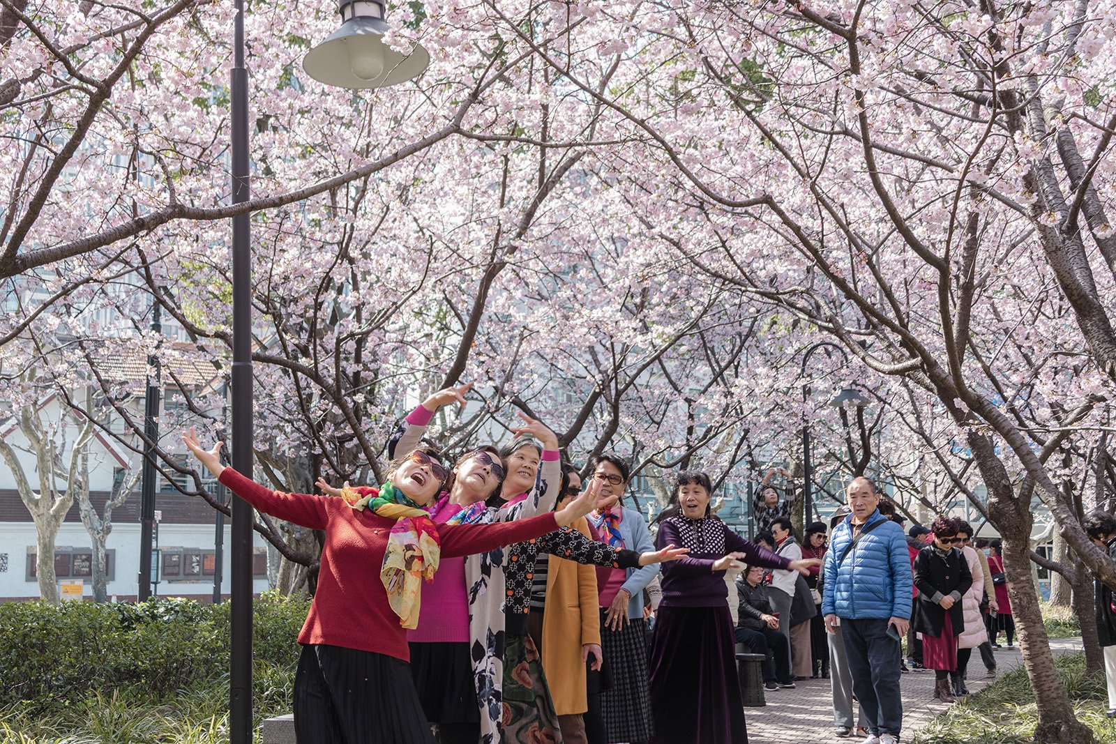 2024年3月13日，上海静安雕塑公园。游客张开双臂模仿樱花树的绽放。实习生 沈汤泽 图