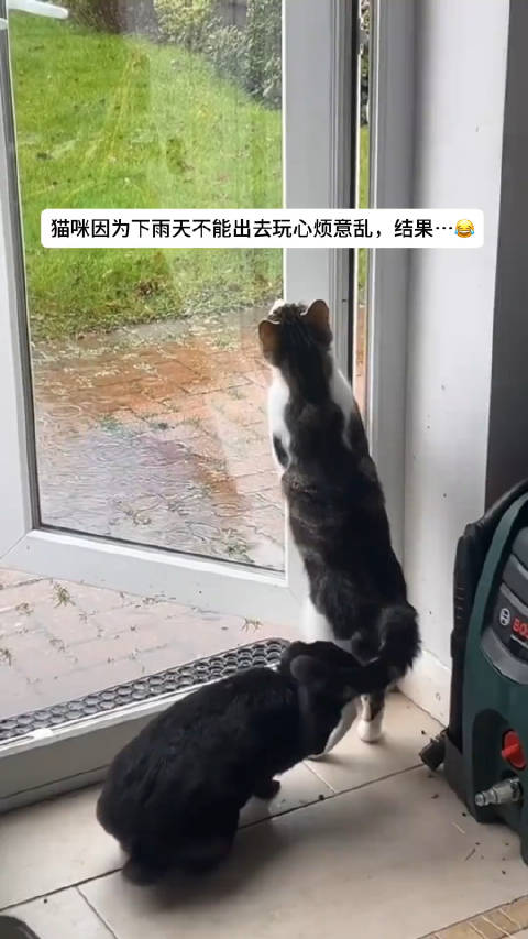 小猫的心烦具象化了