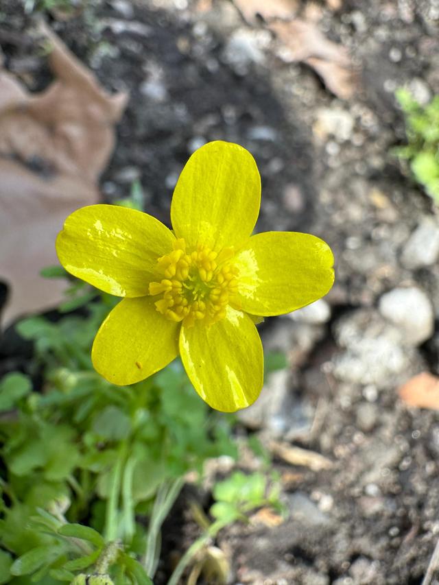 猫爪草。本文图片均为 和平公园自然中心 供图