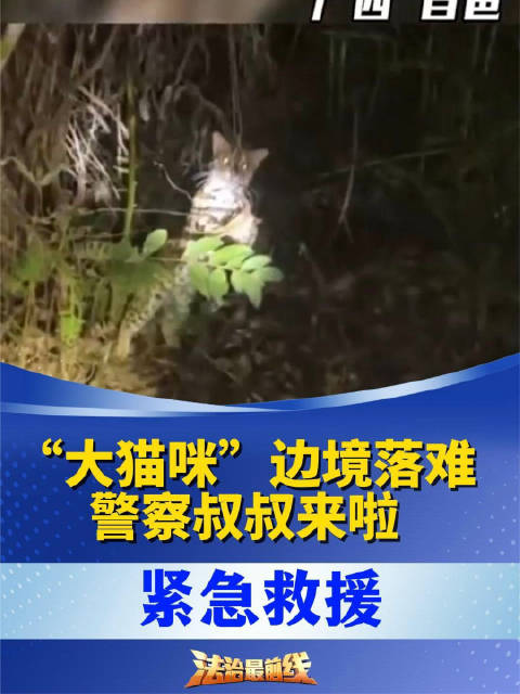 豹猫边境落难，警察叔叔来救援