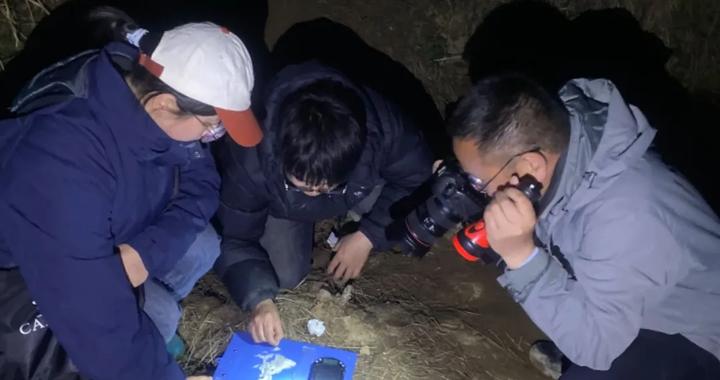 太惊喜！大别山区首次发现安徽树蛙在土壤洞穴产卵繁殖