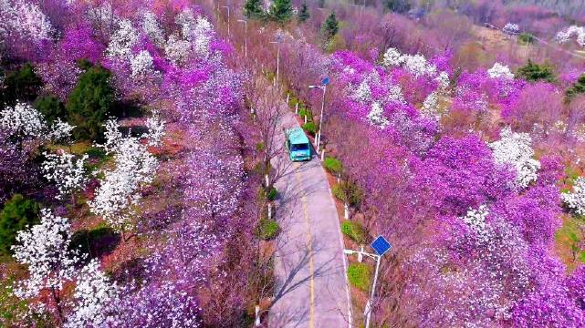 春风拂面，暖阳洒落，此时的秦岭国家植物园仿佛成了一幅美丽的画卷