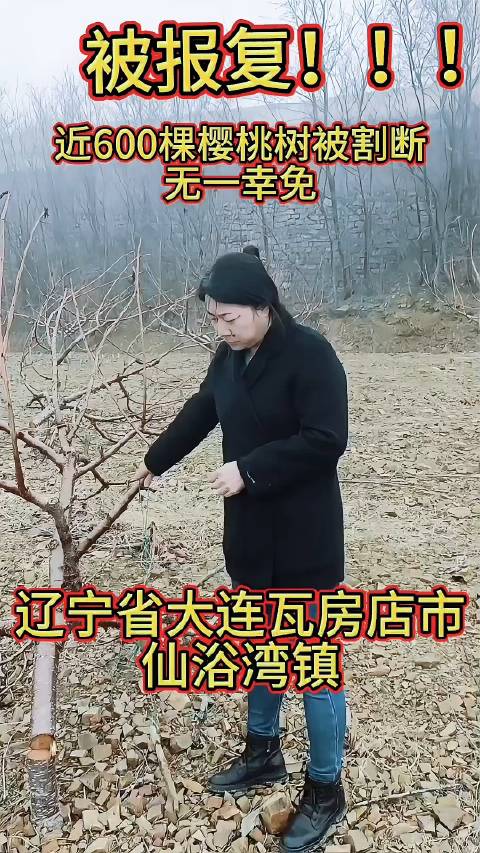 五年的心血全没了！近600棵樱桃树被割断，无一幸免！