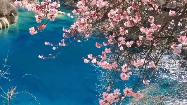 春天是四川最浪漫的季节