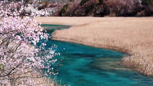 春天是四川最浪漫的季节