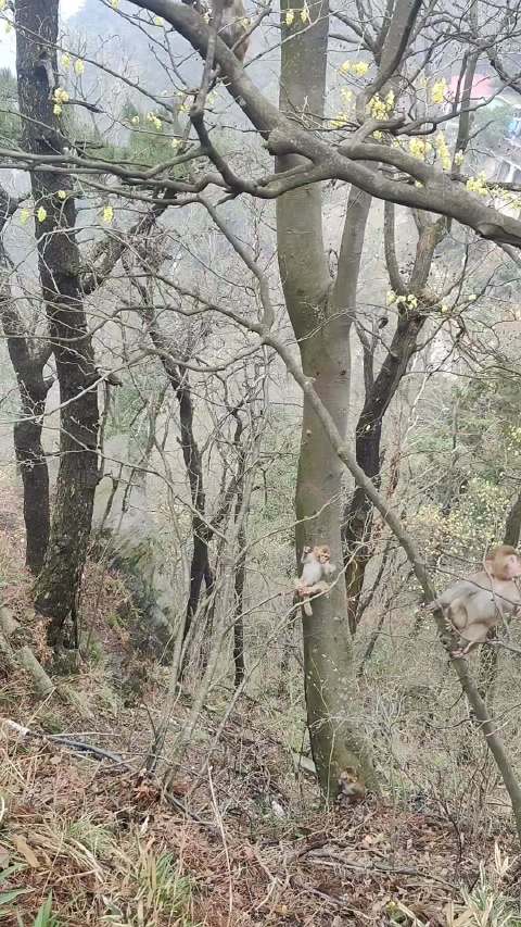 庐山上的小猴子真的好小好可爱啊！