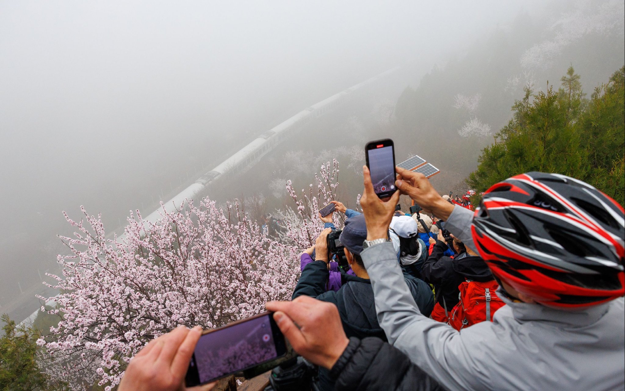 3月26日上午，居庸關花海棧道，遊客爭相拍攝雨霧花海間的列車。新京報記者 王子城 攝