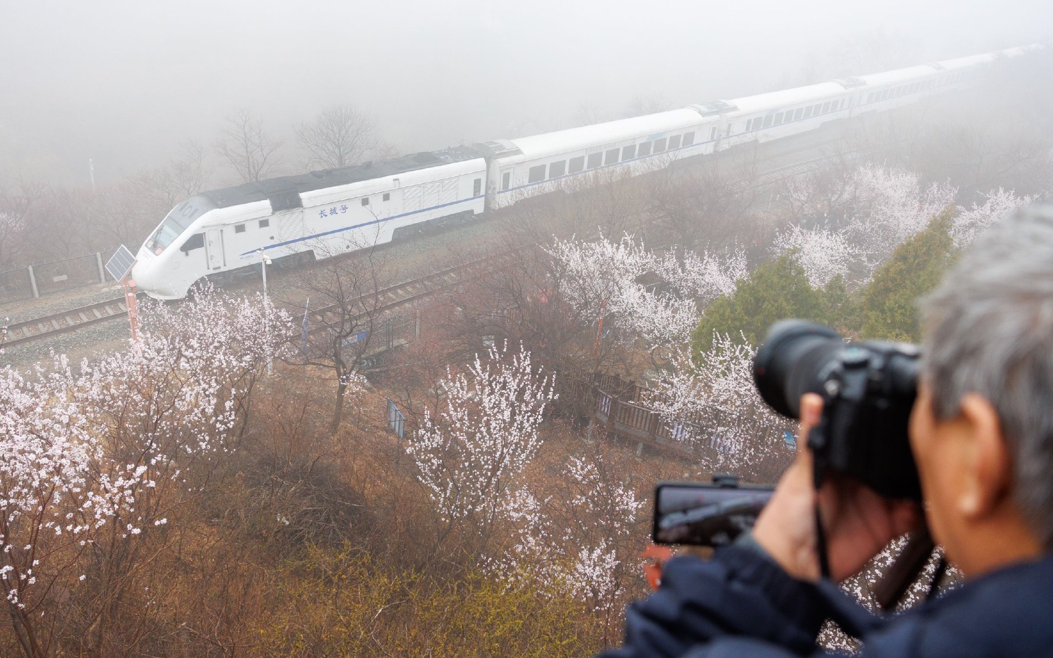 3月26日上午，居庸關花海棧道，遊客在拍攝列車駛過雨霧中的山桃花林。新京報記者 王子城 攝