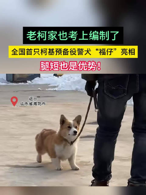 老柯家也考上编制了，全国首只柯基预备役警犬“福仔”亮相