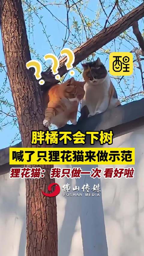 胖橘不会下树，喊了只狸花猫来做示范，狸花猫：我只做一次，看好啦！