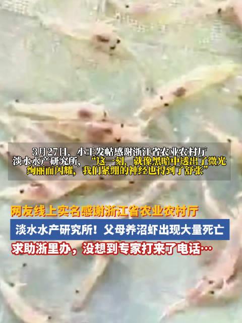 浙江姑娘网上摇来专家救活百万沼虾苗