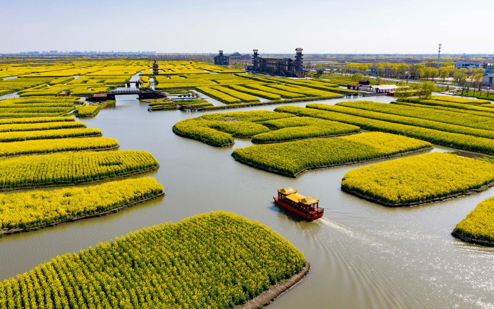 垛田上的油菜花美景。周社根 攝