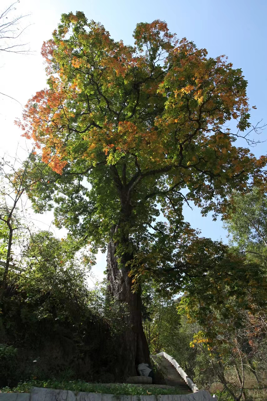 树是怎么长高的示意图 388f-189578f93d859acd46d9e2f24fade25a.png