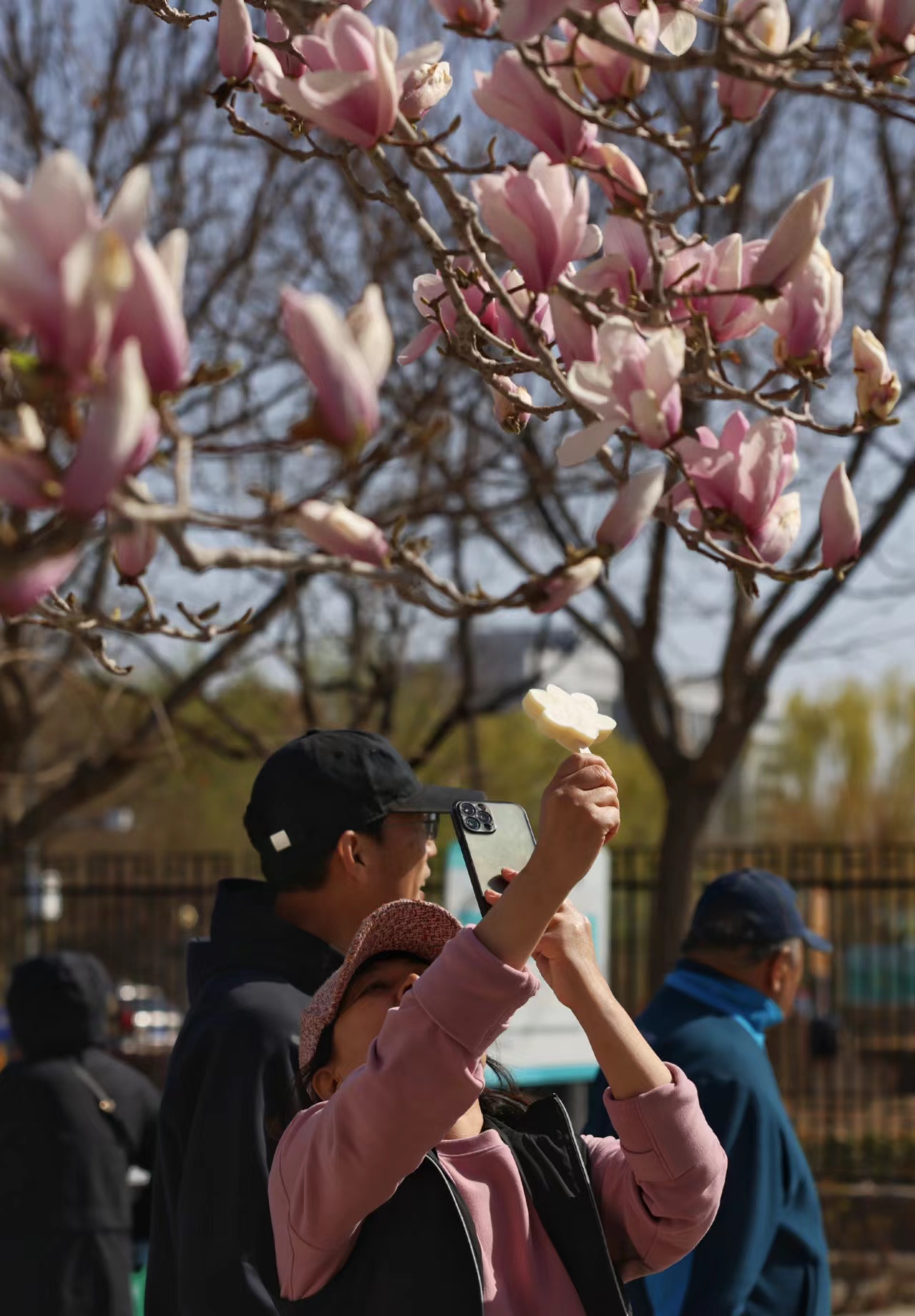 市民拿著文創雪糕在玉蘭花下拍照。新京報記者 浦峰 攝