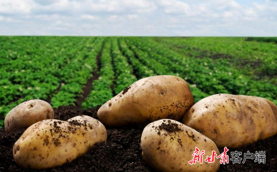 什么时候种土豆是最好的时候秋季 81a1-1cabf81b38ae02e88293cd9f3588f6f4.png